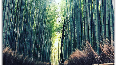 In cool green and bluish tones, a path leads away through the bamboo forest in Arashiyama